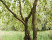 Zmiany w ochronie drzew i krzewów