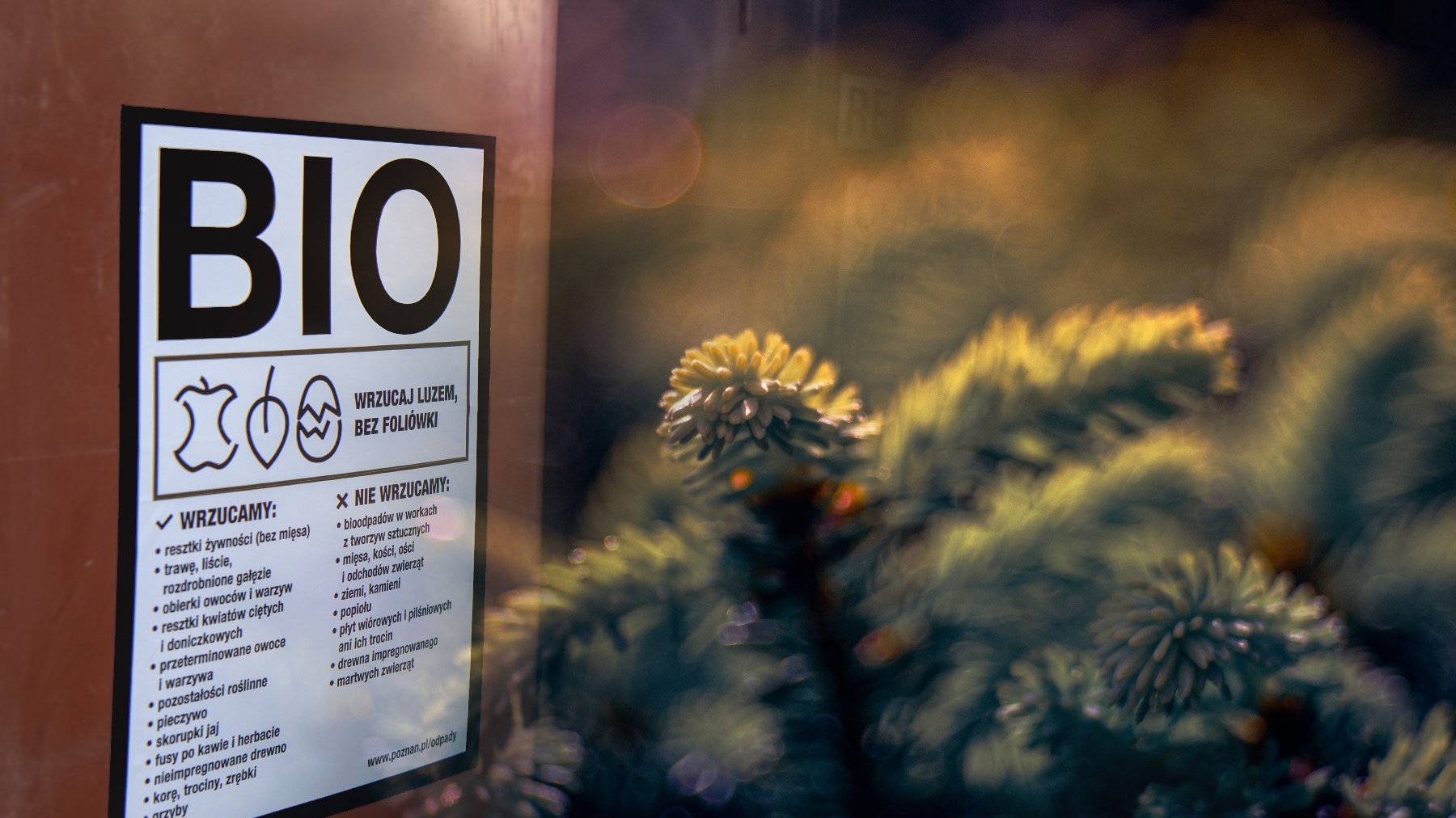 Brązowy pojemnik na odpady biodegradowalne obok gałązka zielonej choinki.