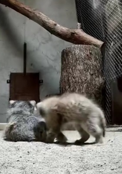 2 manule na zapleczu ZOO. Po lewej budka, po prawej siatka i pień drzewa. Na środku bawią się 2 manule - małe zwierzątka futerkowe odwrócone tyłem. Wyglądem przypominają koty.