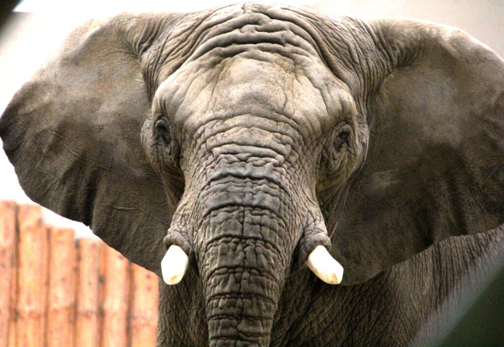 Zbliżenie na słonia. Słoń patrzy na wprost obiektywu. Ma małe uszy i krótkie kły. - grafika artykułu