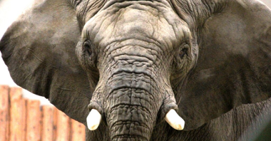 Zbliżenie na słonia. Słoń patrzy na wprost obiektywu. Ma małe uszy i krótkie kły.
