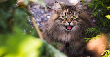 Zdjęcie kota syberyjskiego. Kot ma brązowo-beżową, długą sierść i zielone oczy. Siedzi wśród drzew.