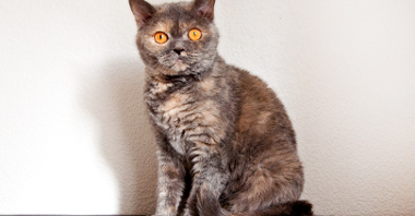 Zdjęcie kota Selkirk Rex. Brązowy kot z jaśniejszymi plamkami. Ma duże, żółte oczy i lekko falowaną sierść.