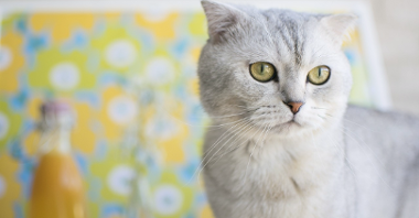 Zdjęcie kota szkockiego. Kot jest szary, ma krótką sierść i zielone oczy. Stoi na tle żółto-zielonej tapety w kwiatki.