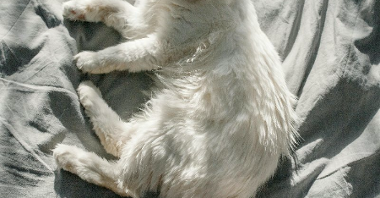 Biały kot z długą sierścią leży bokiem na szarym prześcieradle. Na kota padają promienie słoneczne. Zdjęcie jest zrobione z góry.
