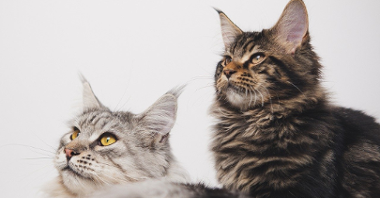 Dwa koty rasy Maine Coon siedzą obok siebie. Jeden jest jasny, prawie biały a drugi brązowy. Koty mają długie uszy, żółte oczy i długą sierść.
