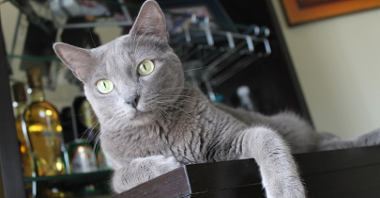 Szaro-niebieski kot z zielonymi oczami. Leży na komodzie.