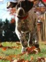 pies w jesiennym plenerze